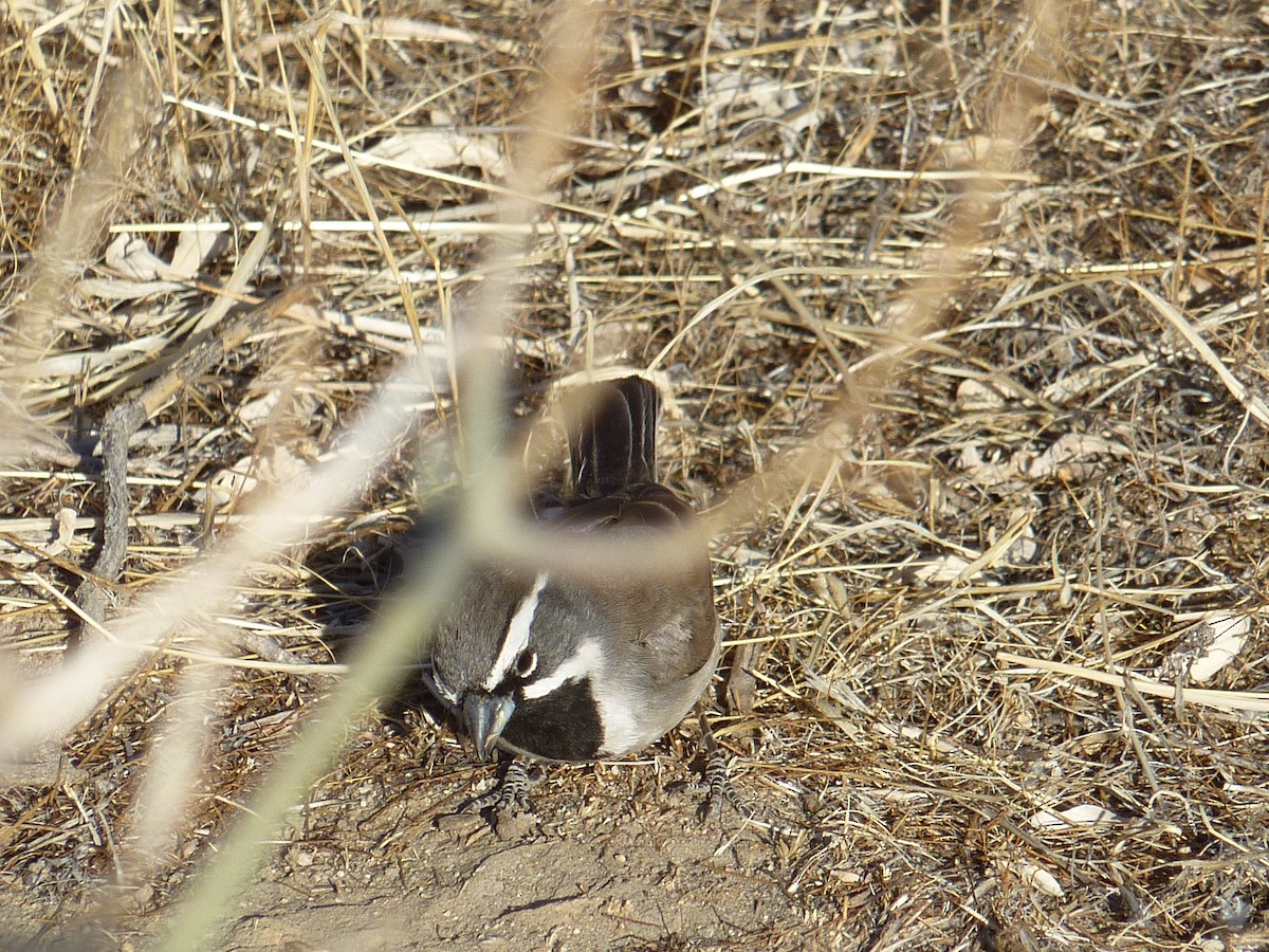 Black-throated Sparrow - ML647145418