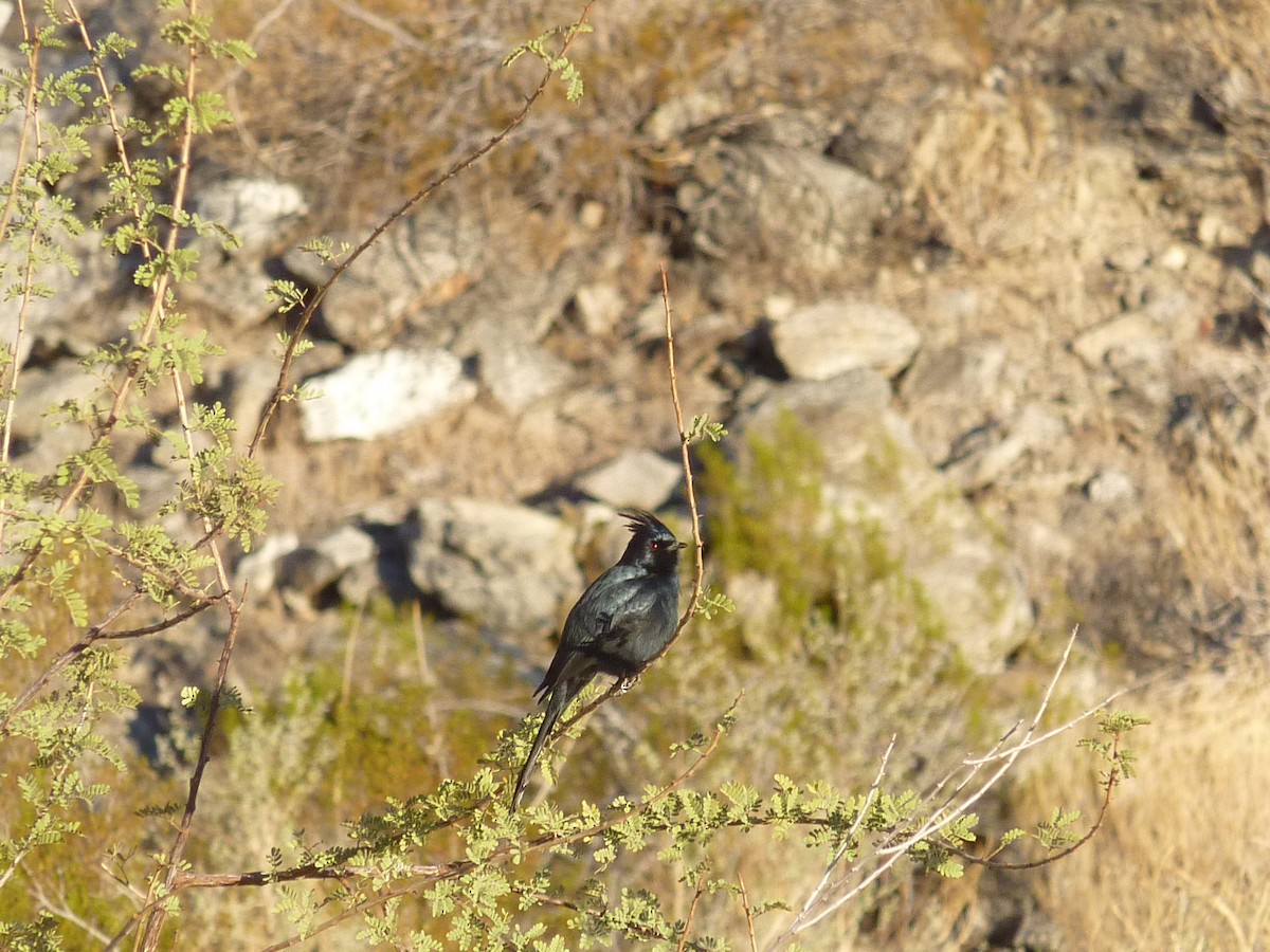 Phainopepla - ML647145421