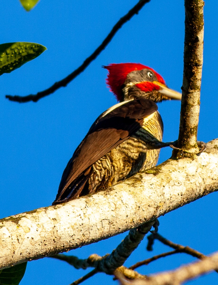 Lineated Woodpecker - ML647145424