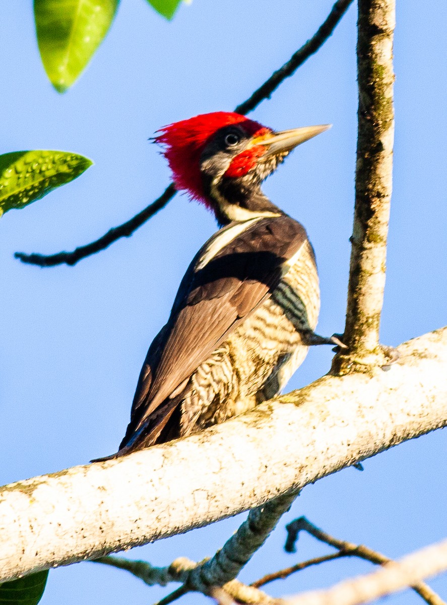 Lineated Woodpecker - ML647145425