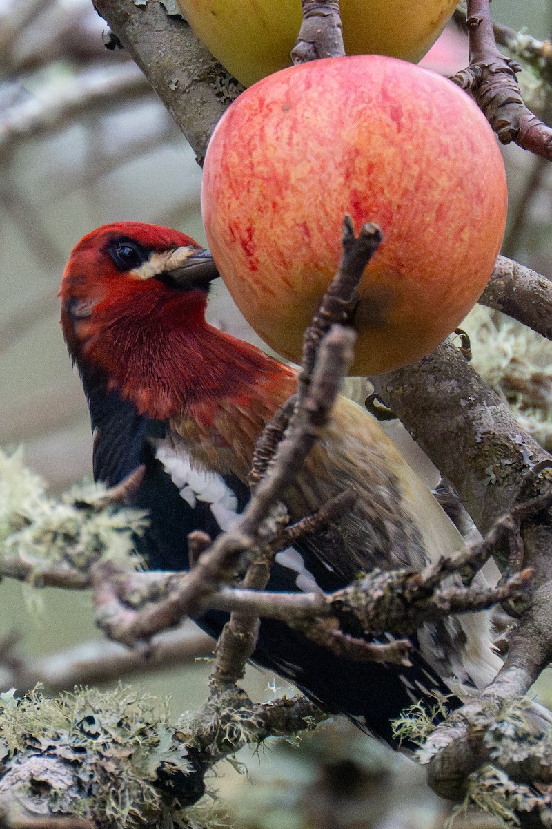 Red-breasted Sapsucker - ML647145426