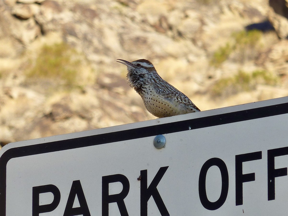 střízlík kaktusový - ML647145434