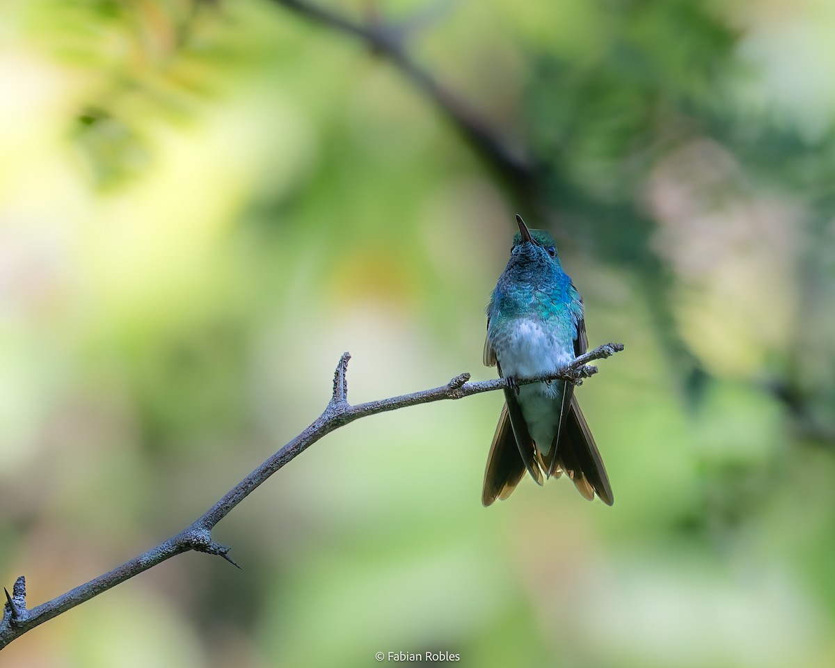 Mangrove Hummingbird - ML647145442