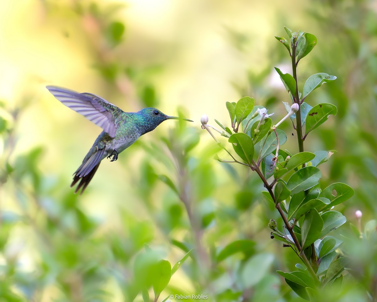 Mangrove Hummingbird - ML647145443