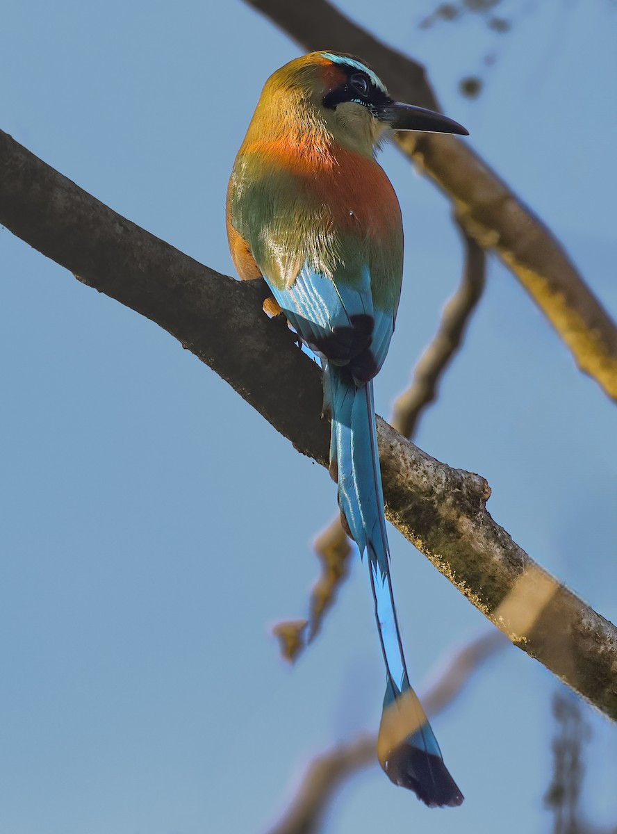 Turquoise-browed Motmot - ML647145451