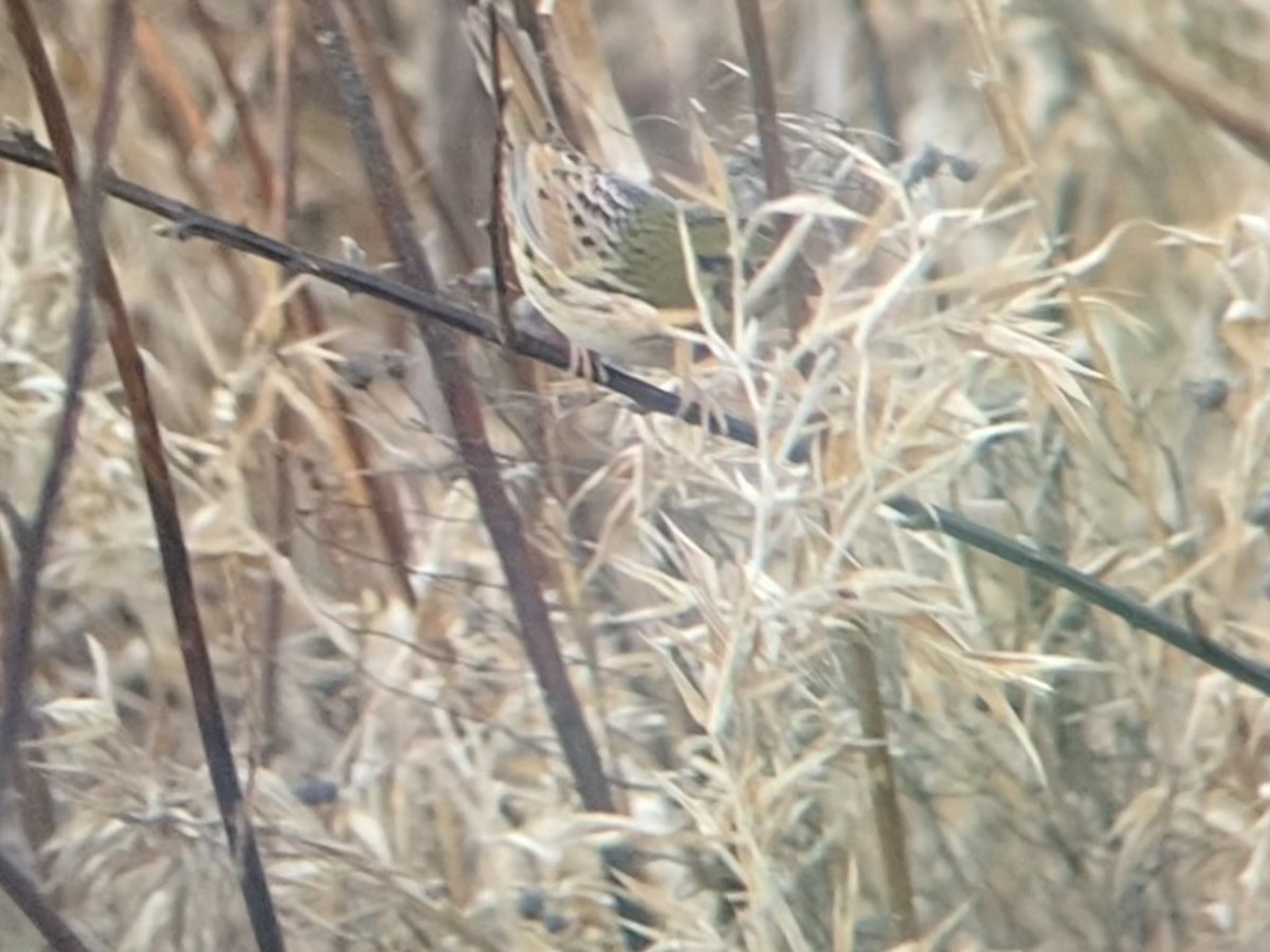 Henslow's Sparrow - ML647145465