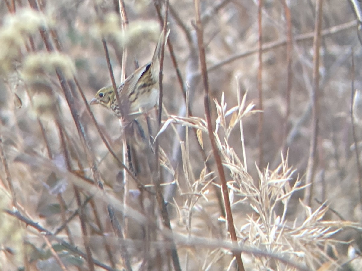 Henslow's Sparrow - ML647145466