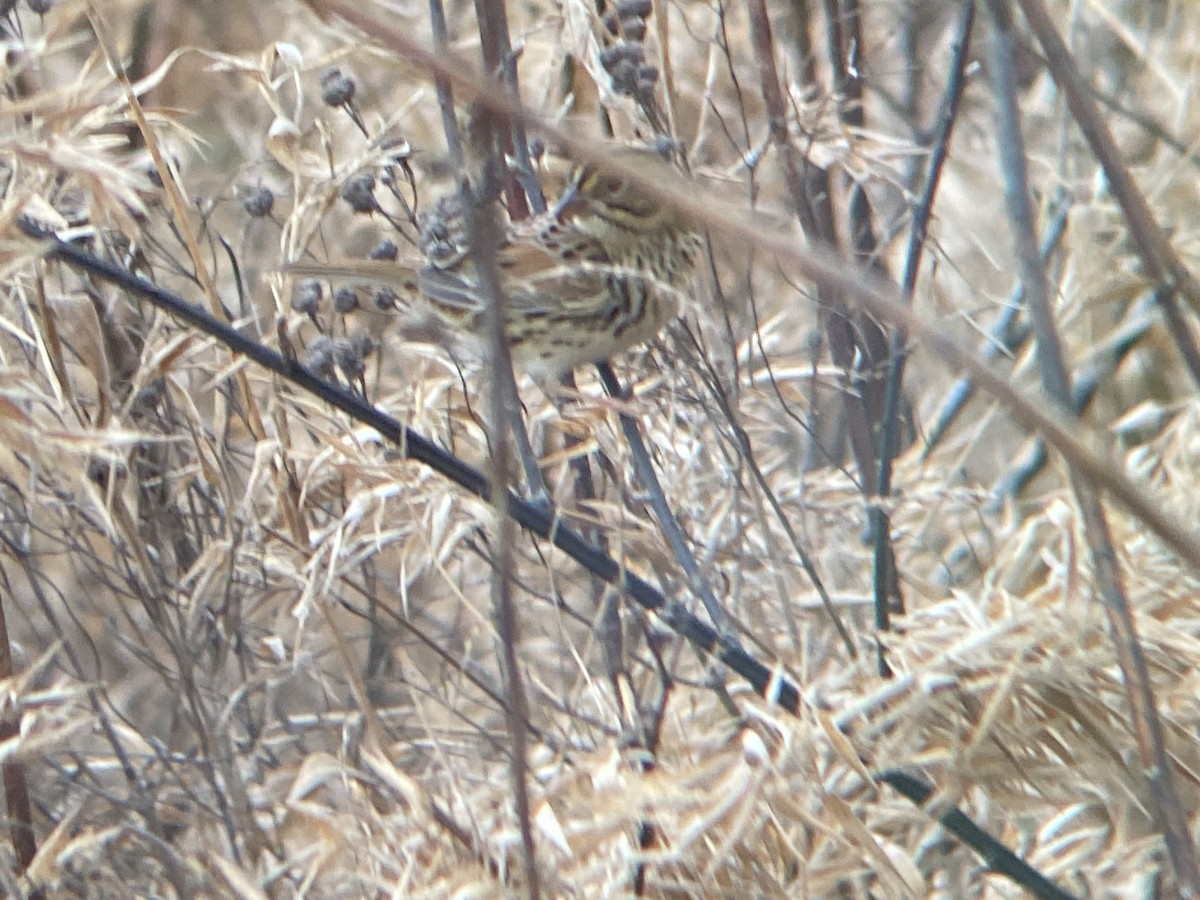 Henslow's Sparrow - ML647145467