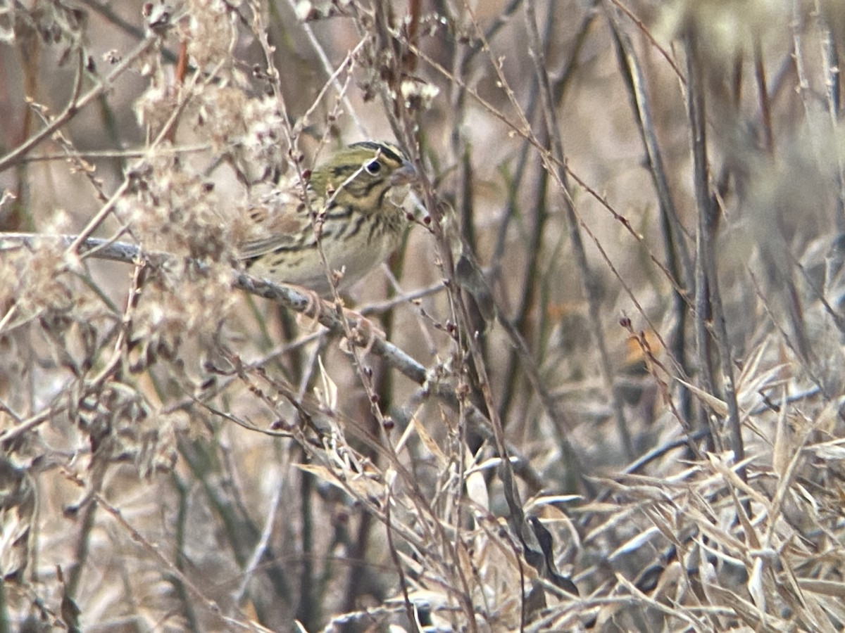 Henslow's Sparrow - ML647145468