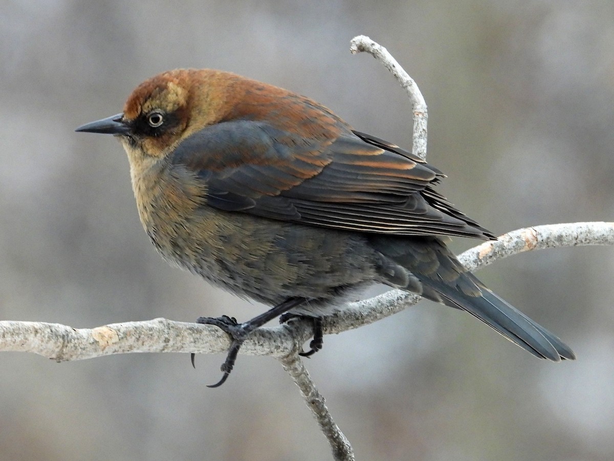 Rusty Blackbird - ML647145478