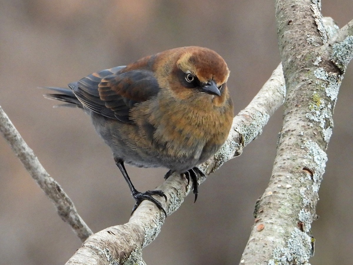 Rusty Blackbird - ML647145480