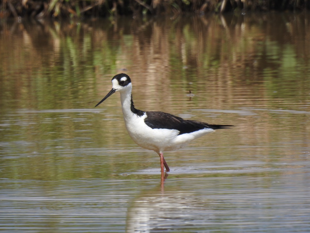 Black-necked Stilt - ML647145482