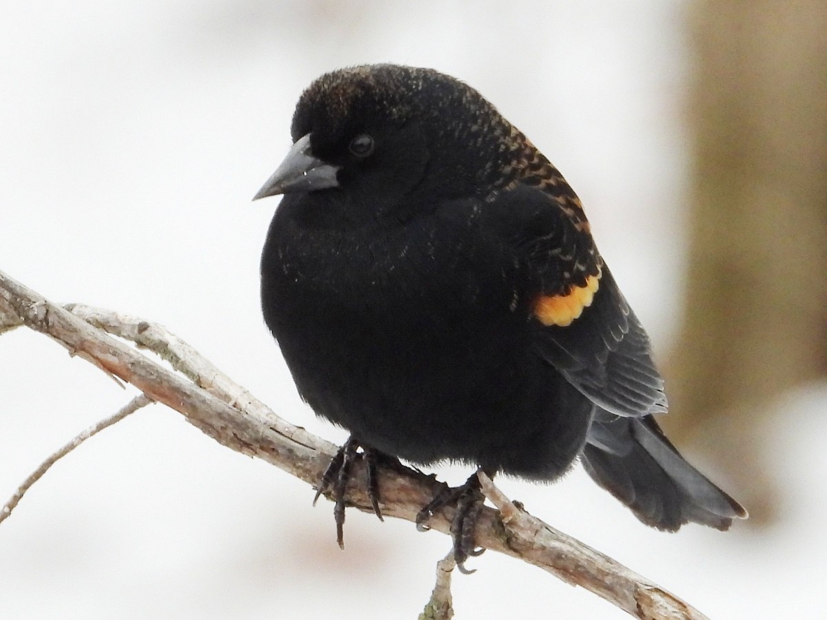Red-winged Blackbird - ML647145485
