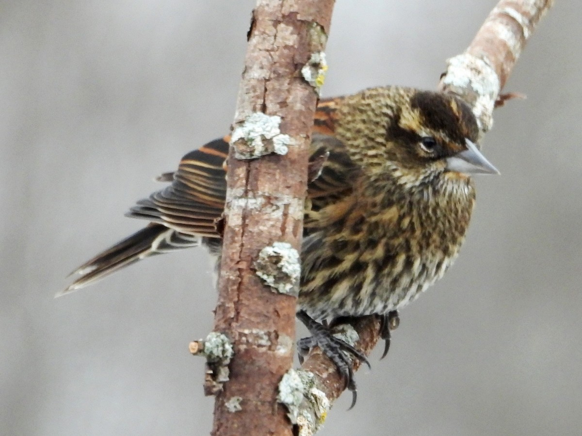 Red-winged Blackbird - ML647145491