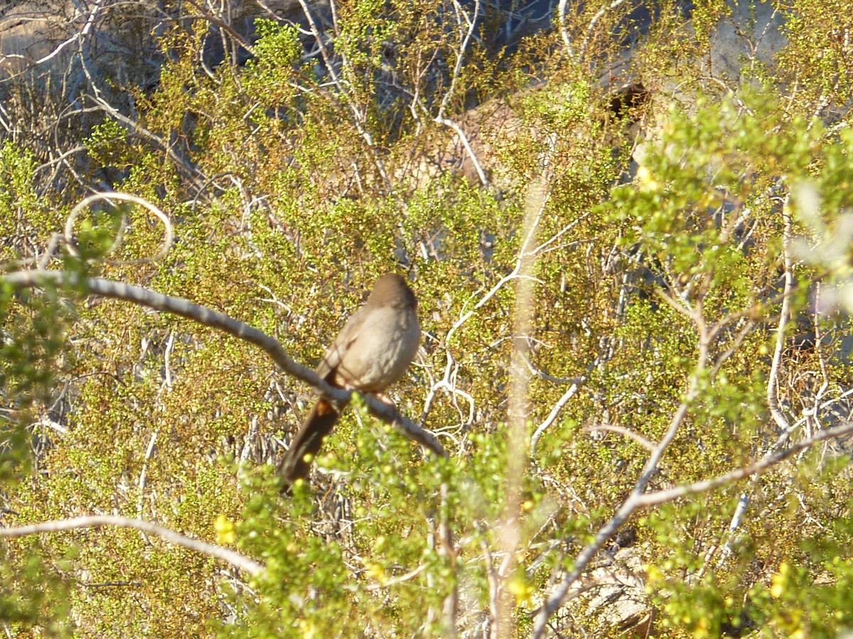 Abert's Towhee - ML647145494
