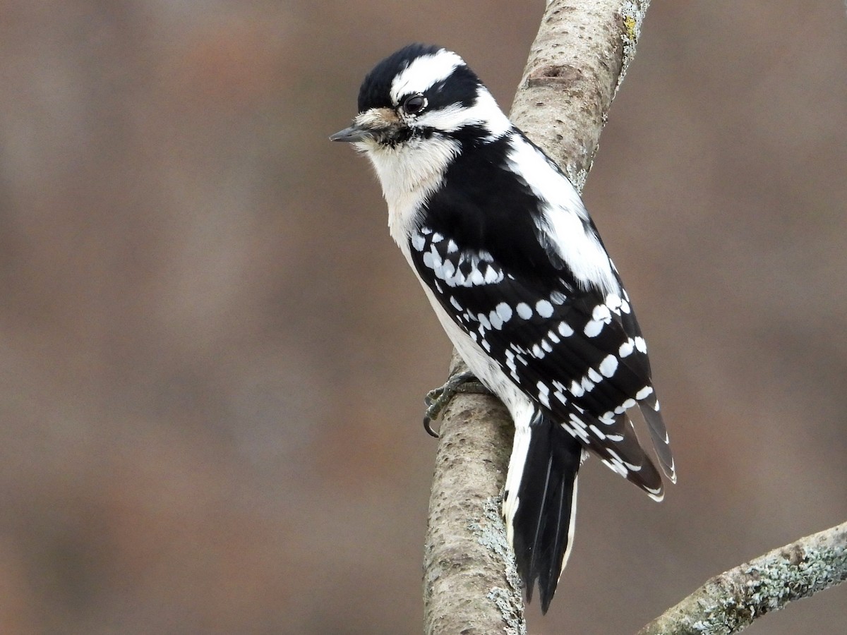 Downy Woodpecker - ML647145496