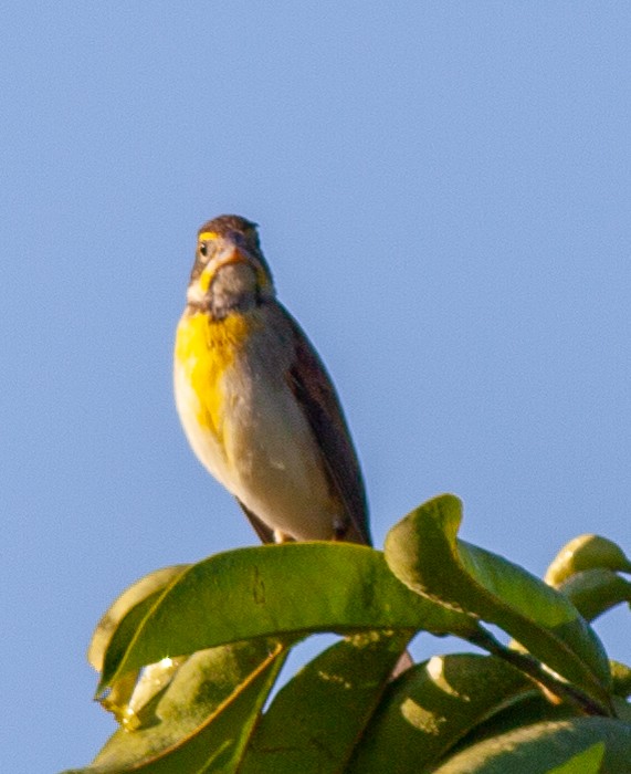 Dickcissel - ML647145497