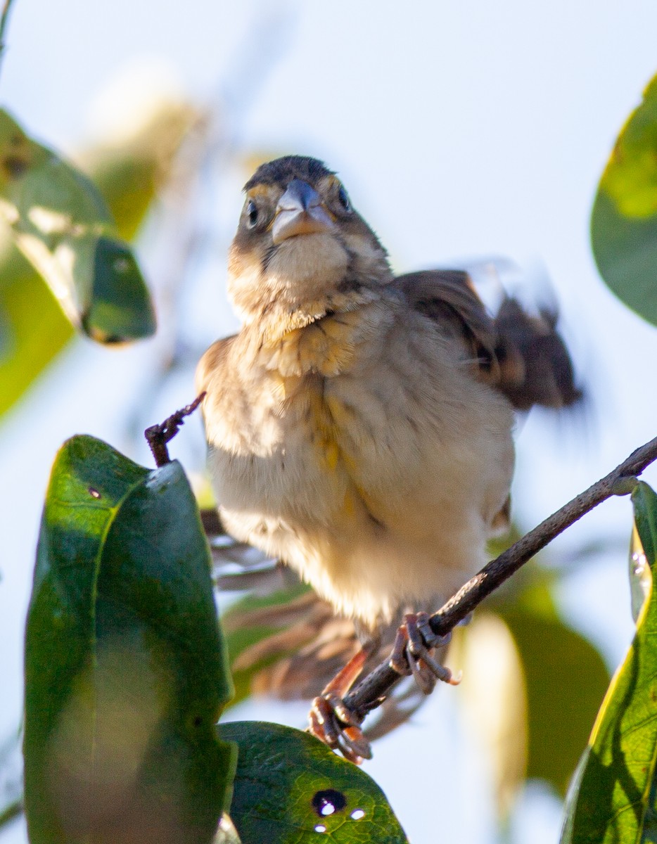 Dickcissel - ML647145498