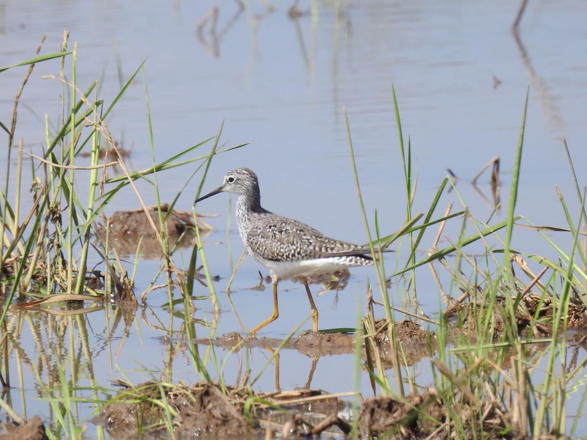 Lesser Yellowlegs - ML647145499