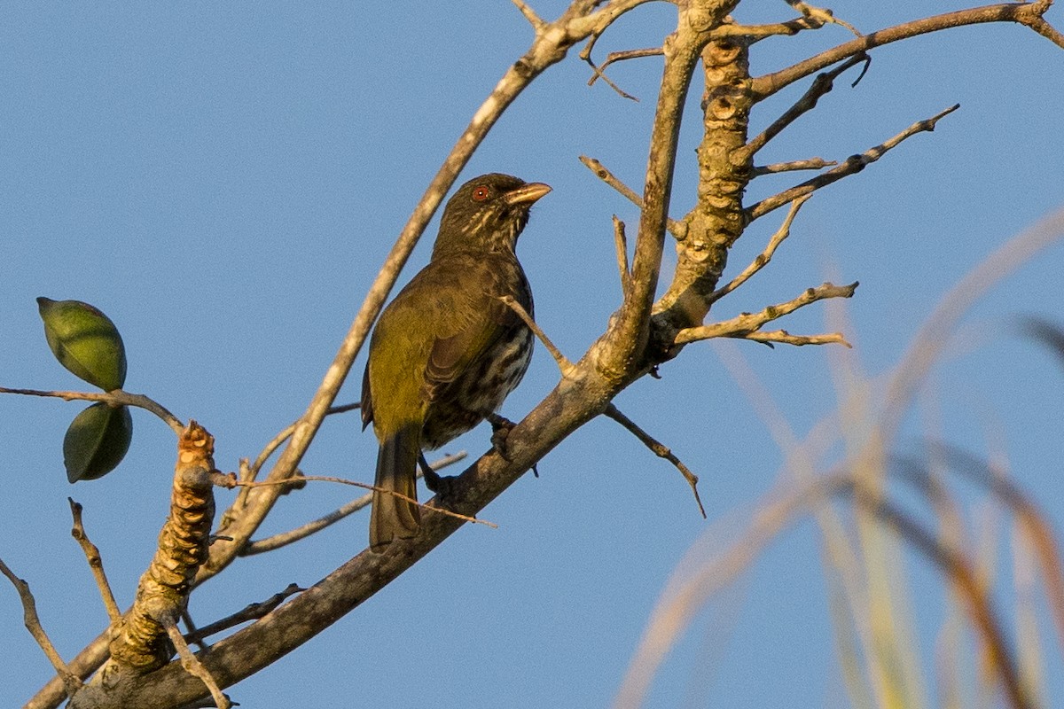 Дулюс - ML647145503