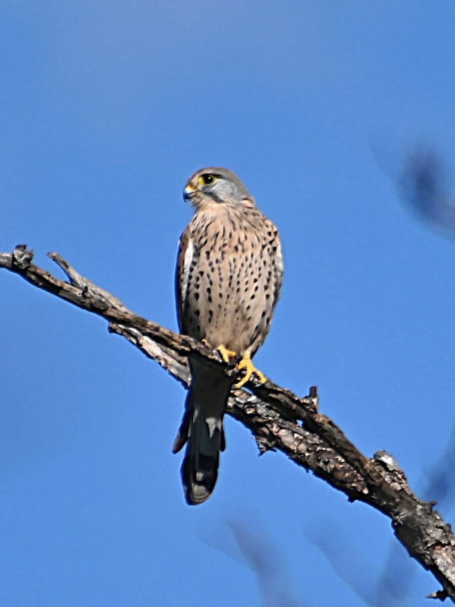 Eurasian Kestrel - ML647145504