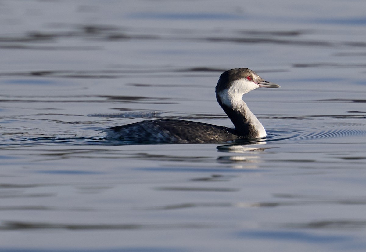 ミミカイツブリ - ML647145506