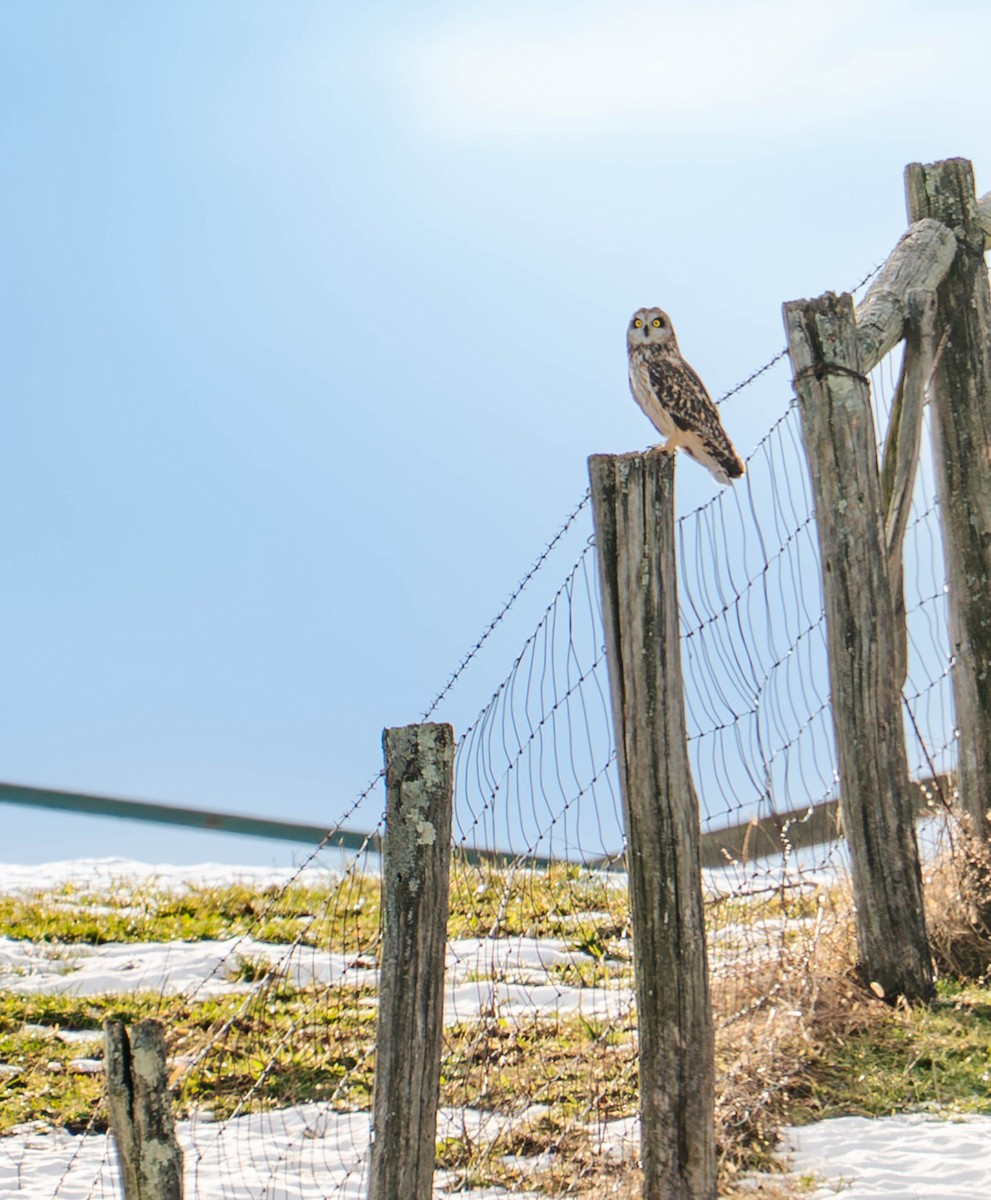 Short-eared Owl - ML647145516