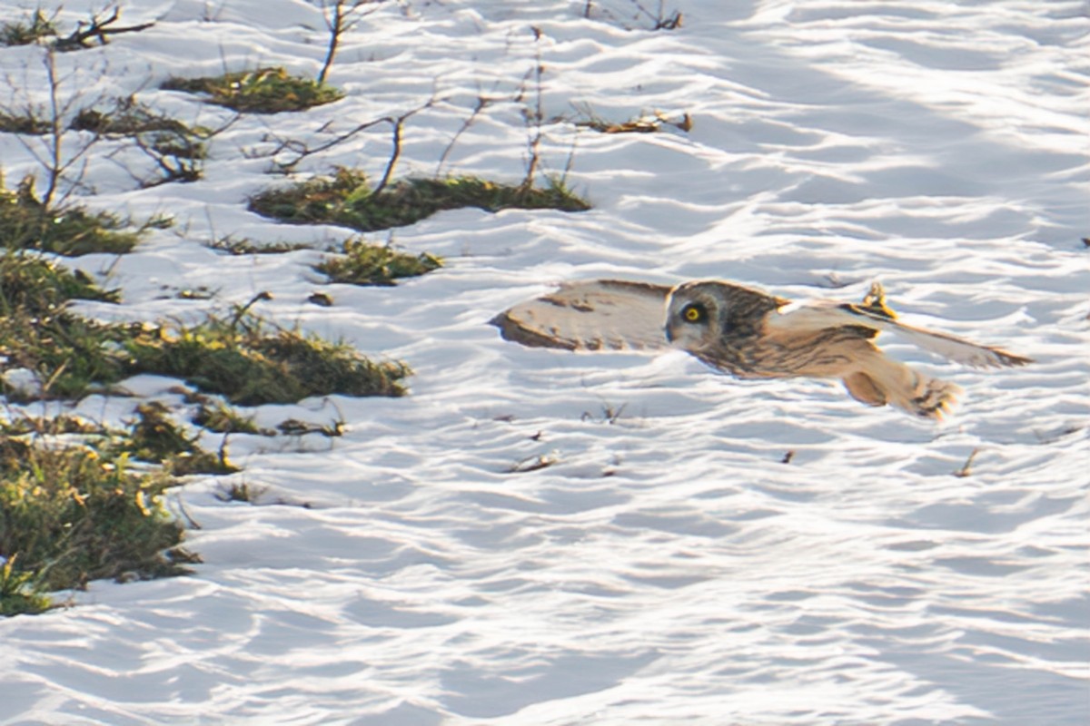 Short-eared Owl - ML647145517
