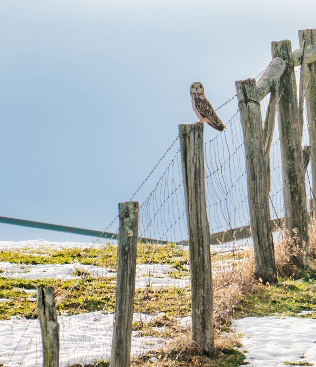 Short-eared Owl - ML647145519