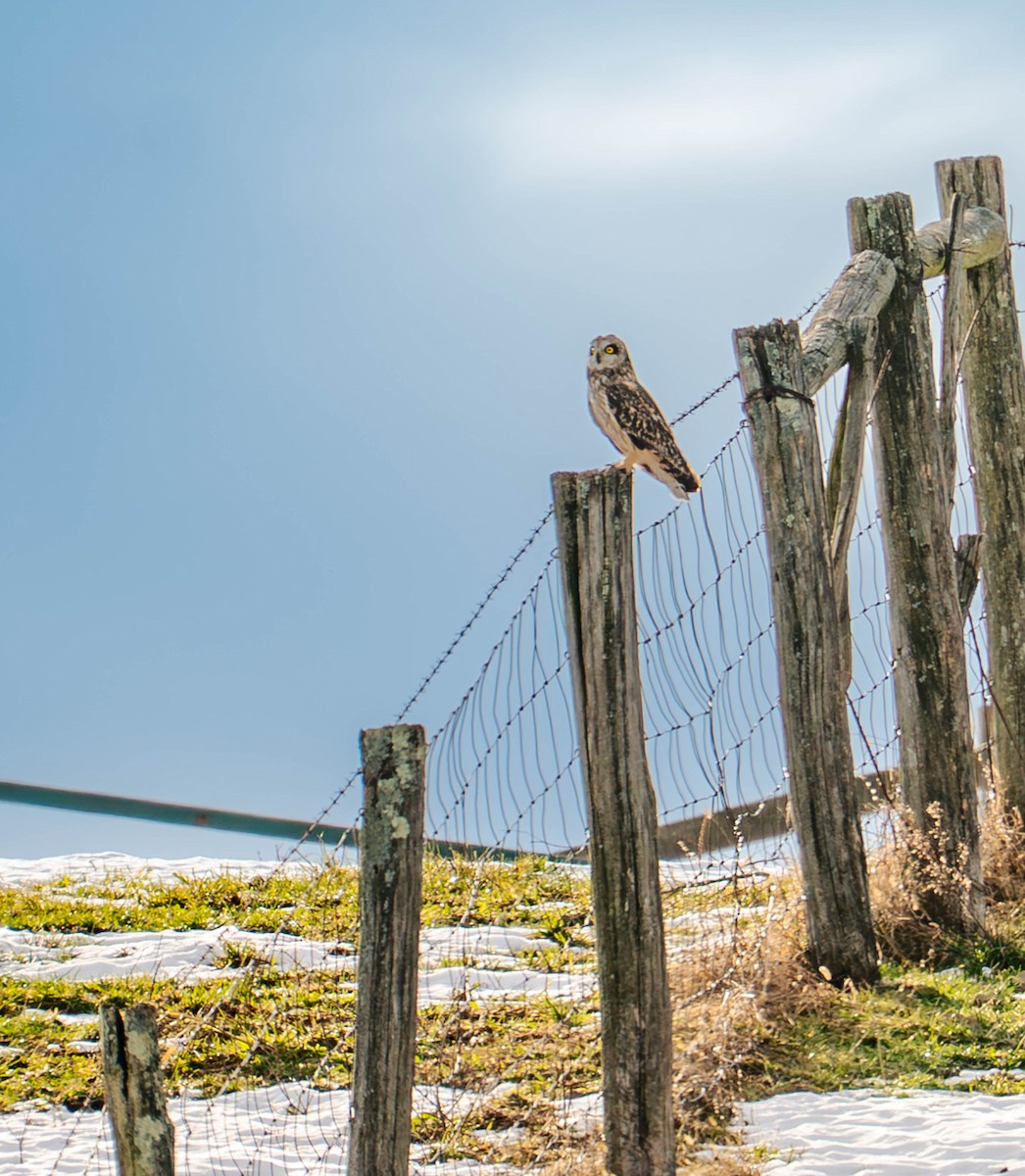 Short-eared Owl - ML647145520