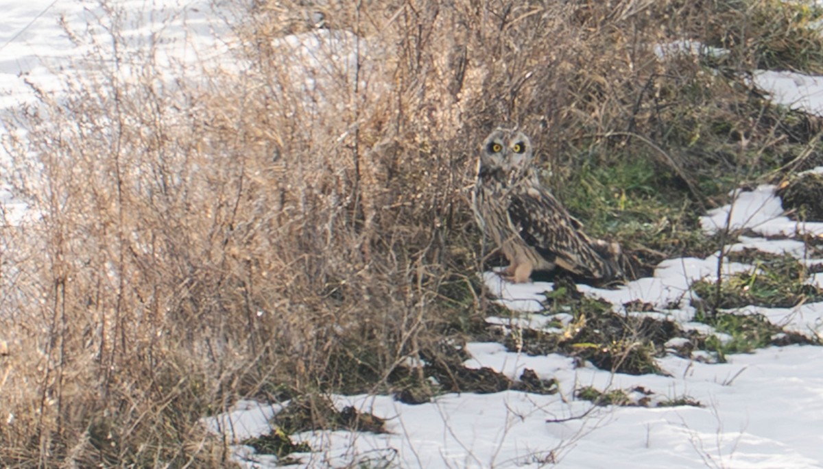 Short-eared Owl - ML647145522