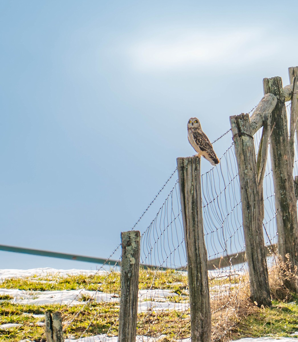 Short-eared Owl - ML647145524