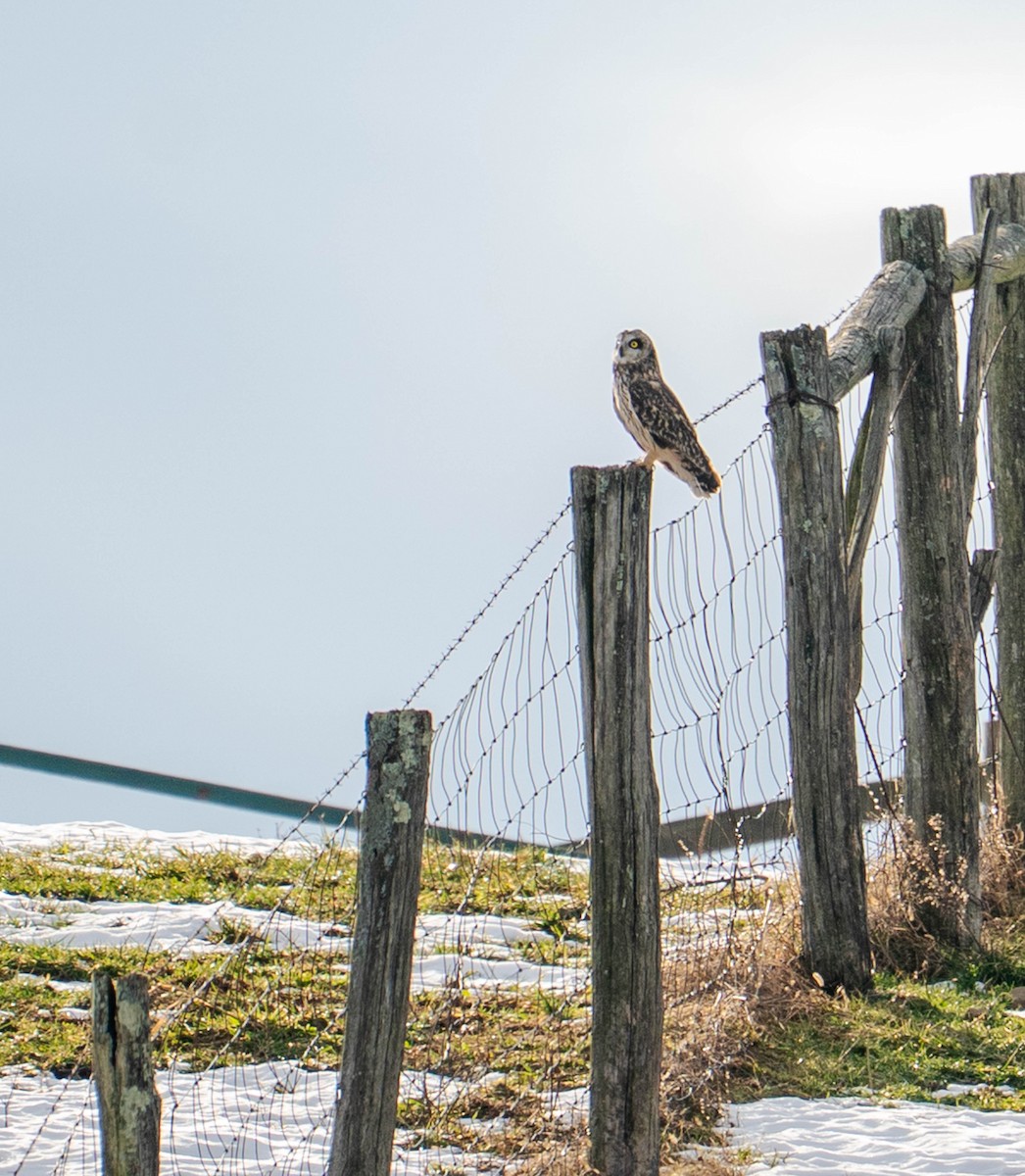 Short-eared Owl - ML647145526