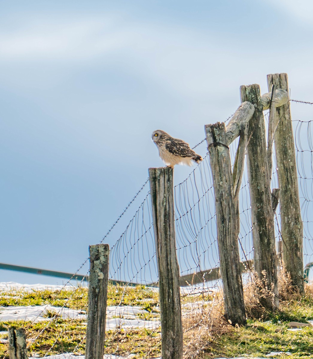 Short-eared Owl - ML647145527