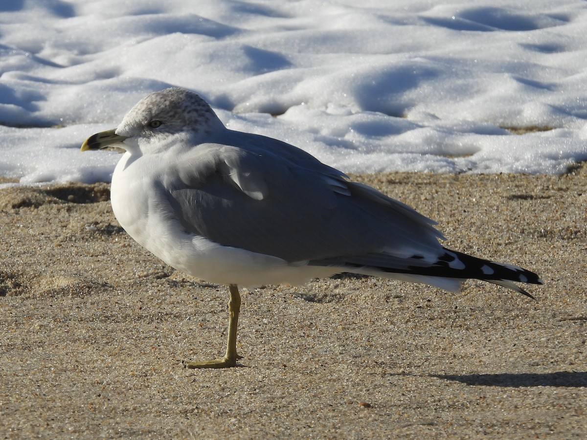 Ring-billed Gull - ML647145528