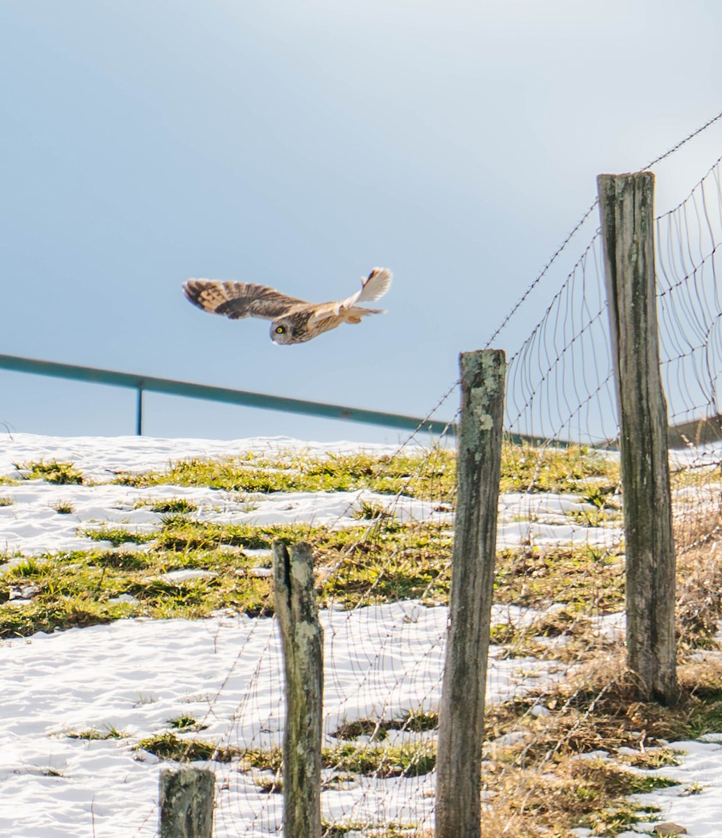 Short-eared Owl - ML647145529