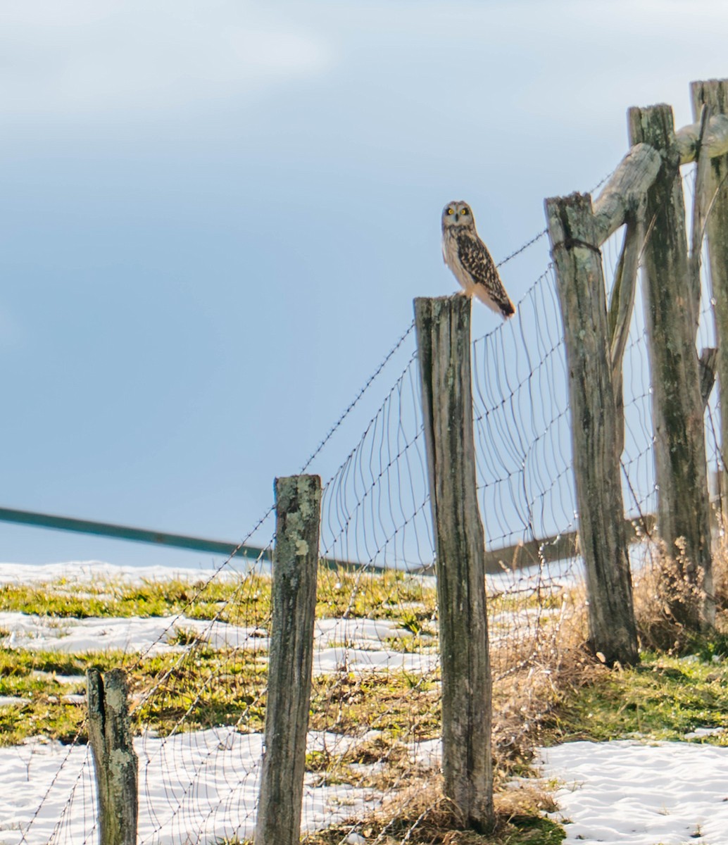 Short-eared Owl - ML647145530