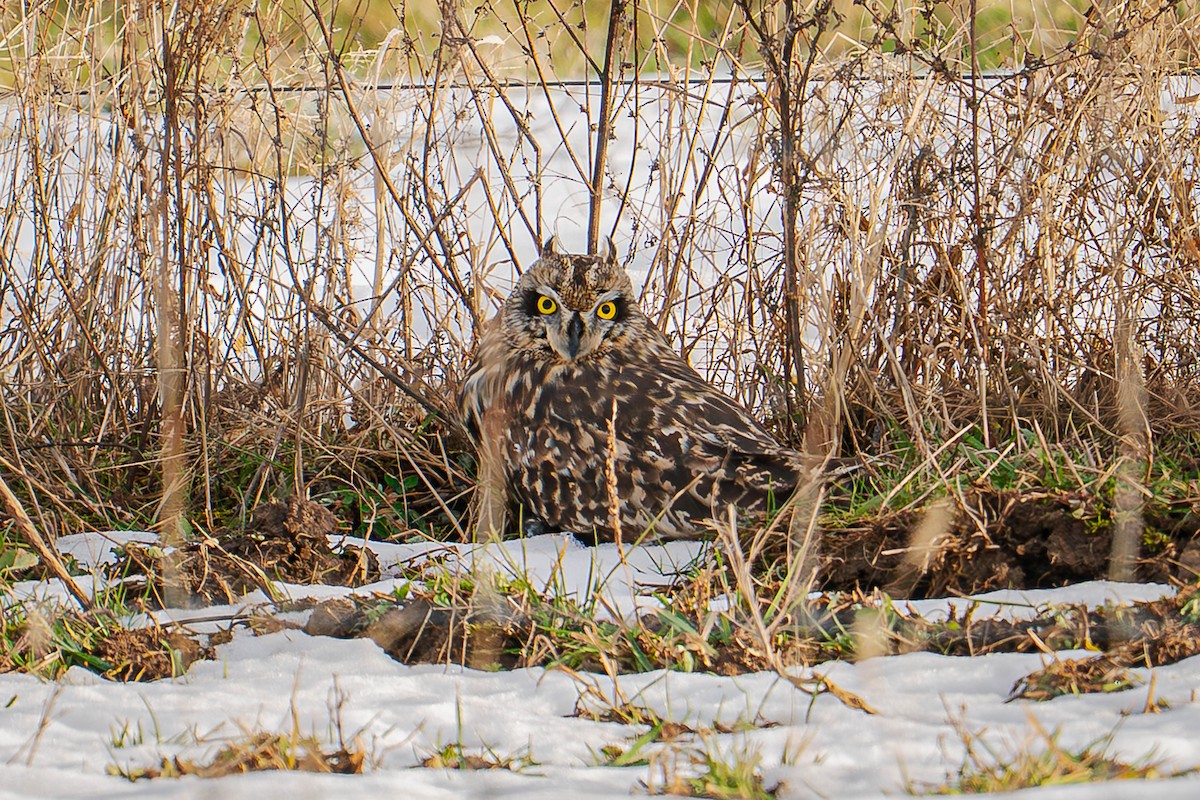 Short-eared Owl - ML647145533