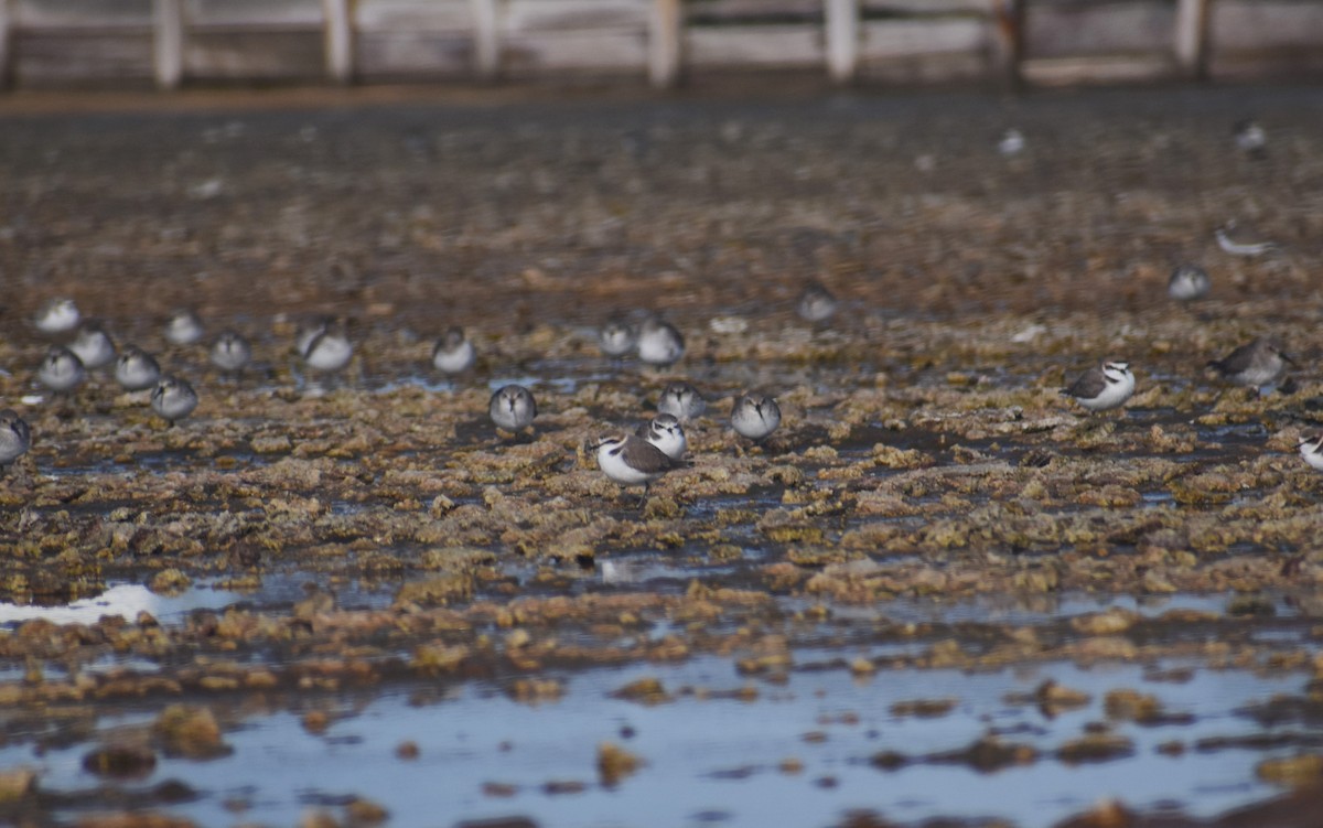 Kentish Plover - ML647145534