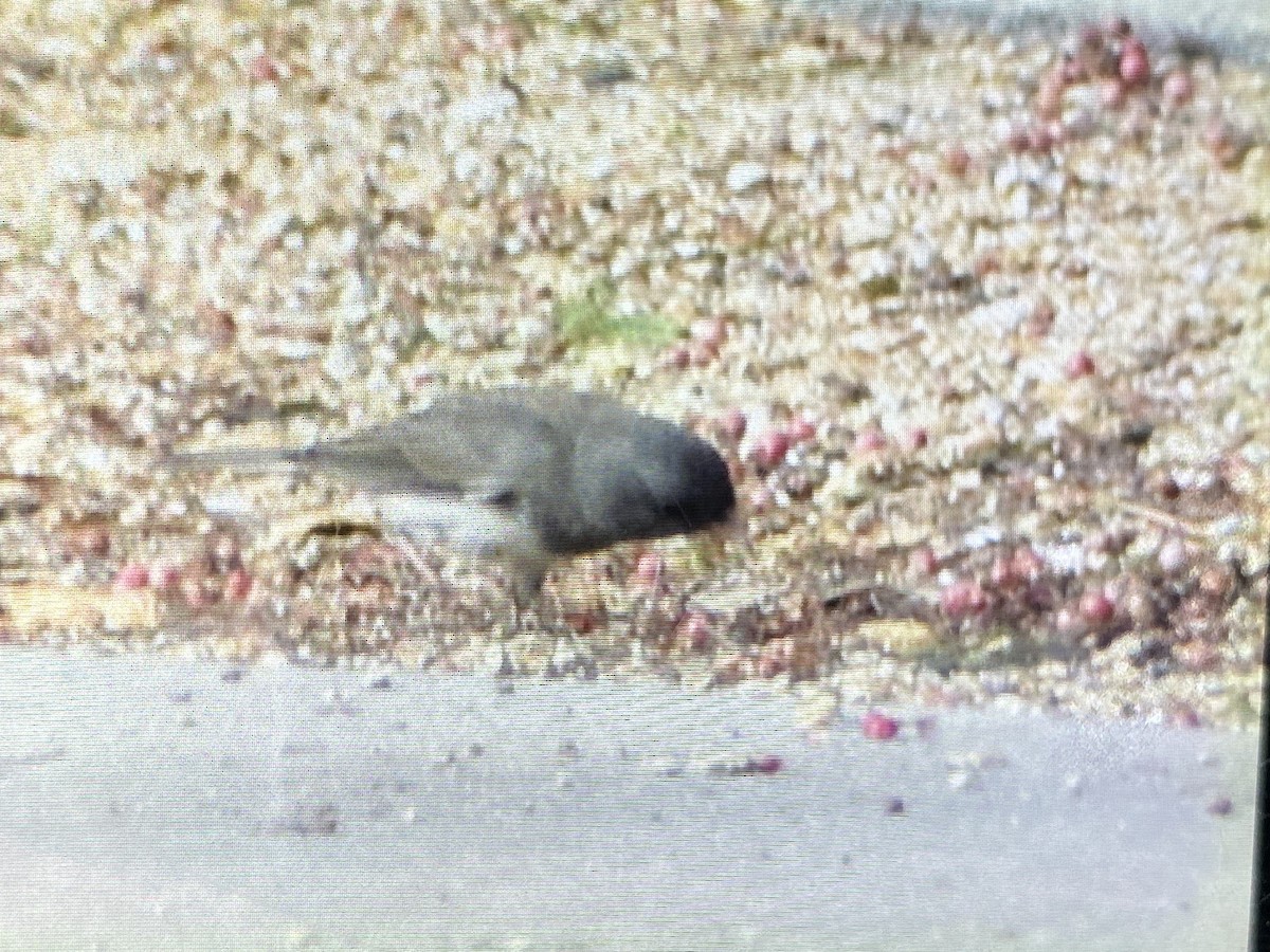 Dark-eyed Junco (Slate-colored) - ML647145535