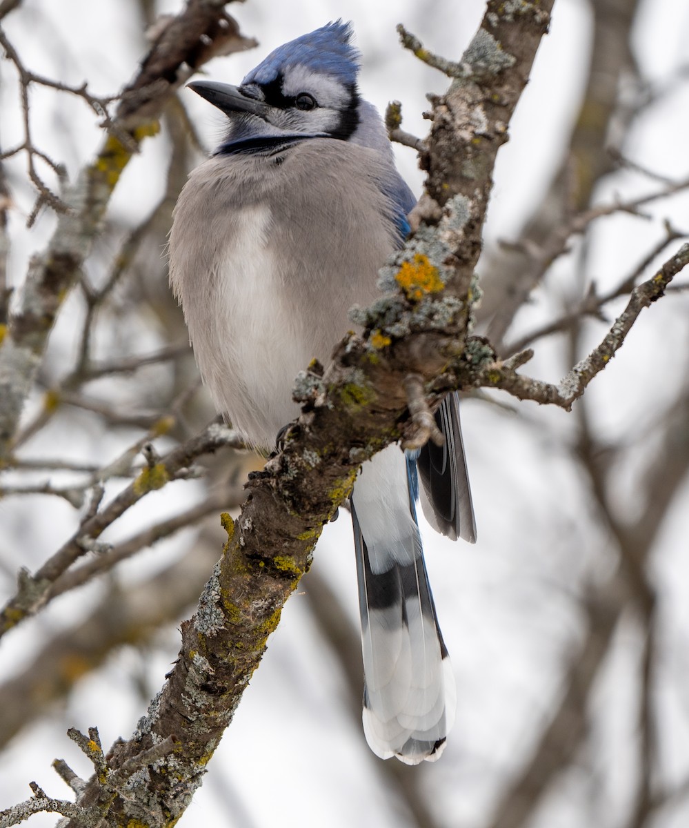 Blue Jay - ML647145537