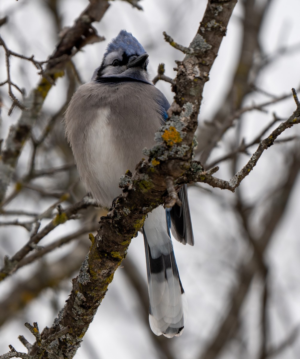 Blue Jay - ML647145538