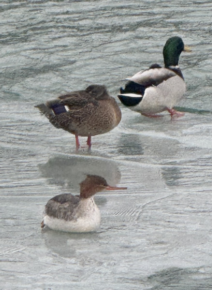 Mallard - ML647145540