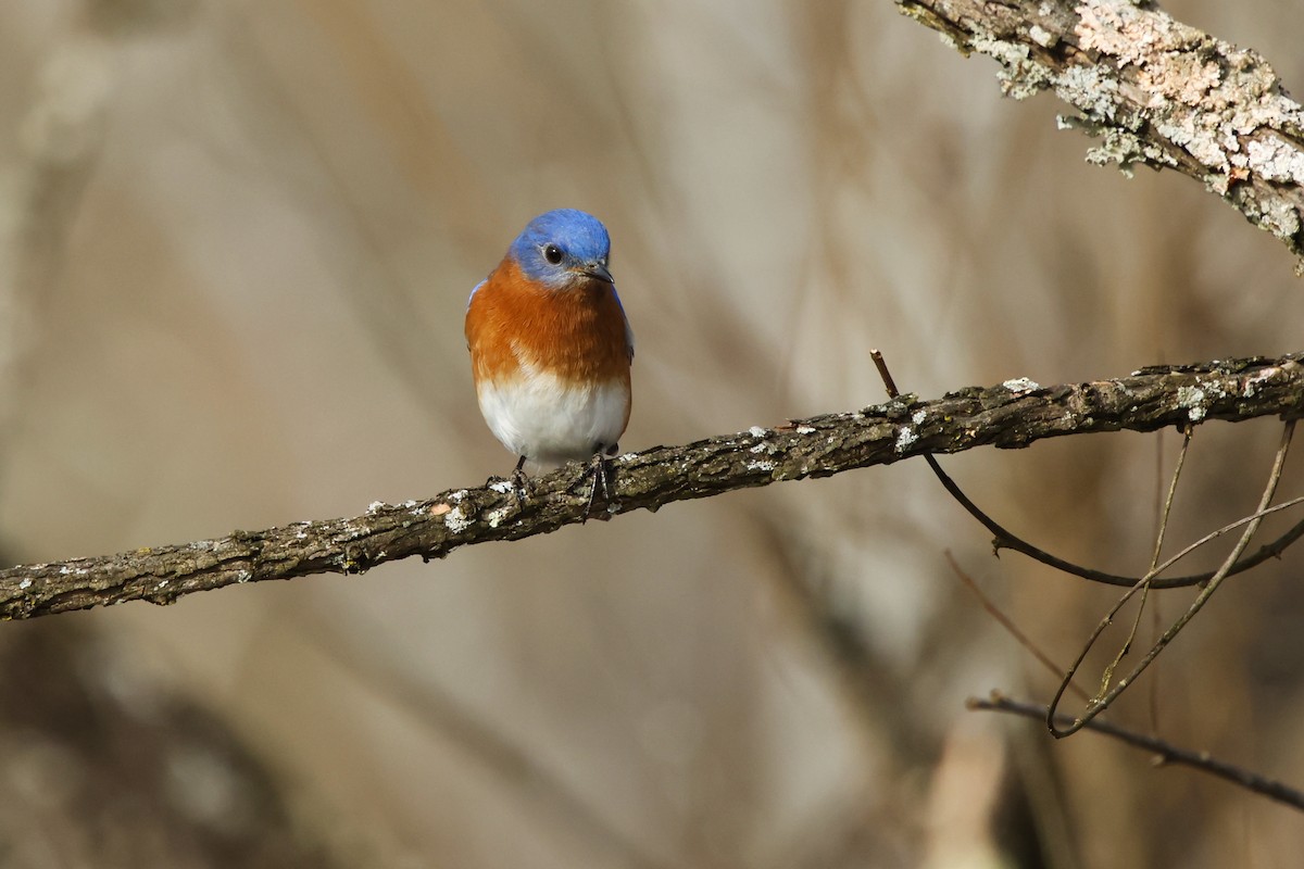 Eastern Bluebird - ML647145541