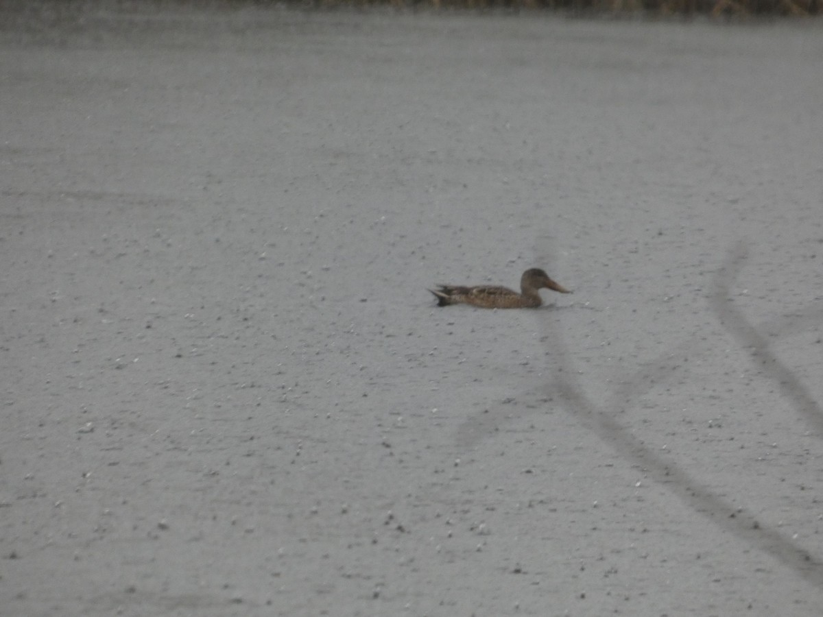 Northern Shoveler - ML647145542