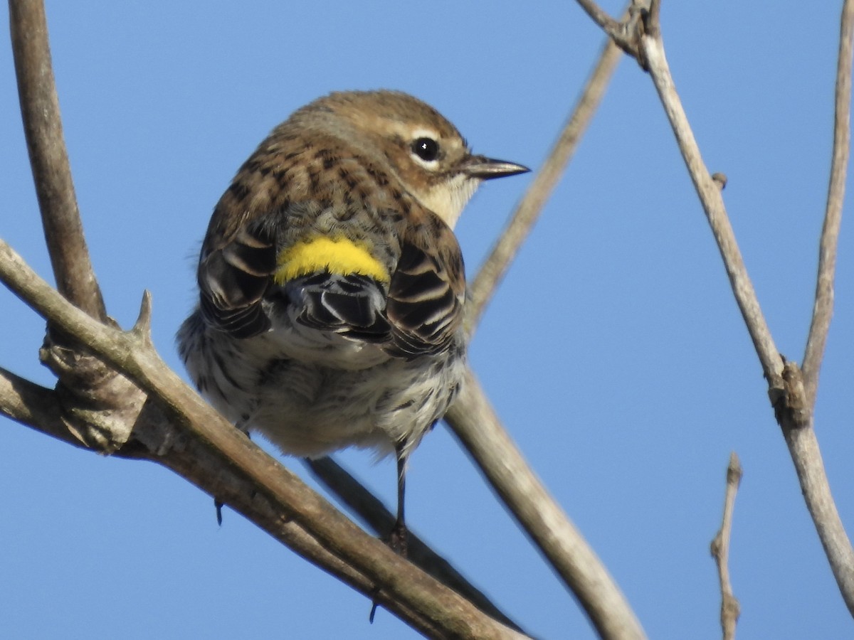 Yellow-rumped Warbler - ML647145543