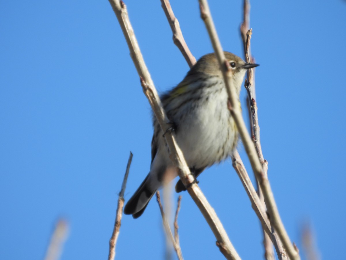 Yellow-rumped Warbler - ML647145544