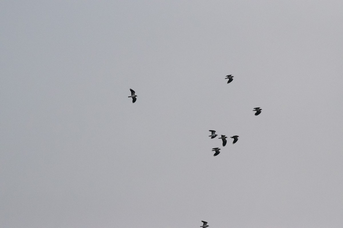 Common Wood-Pigeon (White-necked) - ML647145545