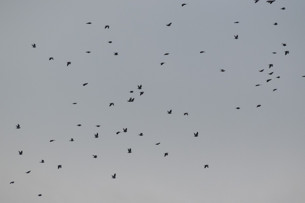 Common Wood-Pigeon (White-necked) - ML647145546