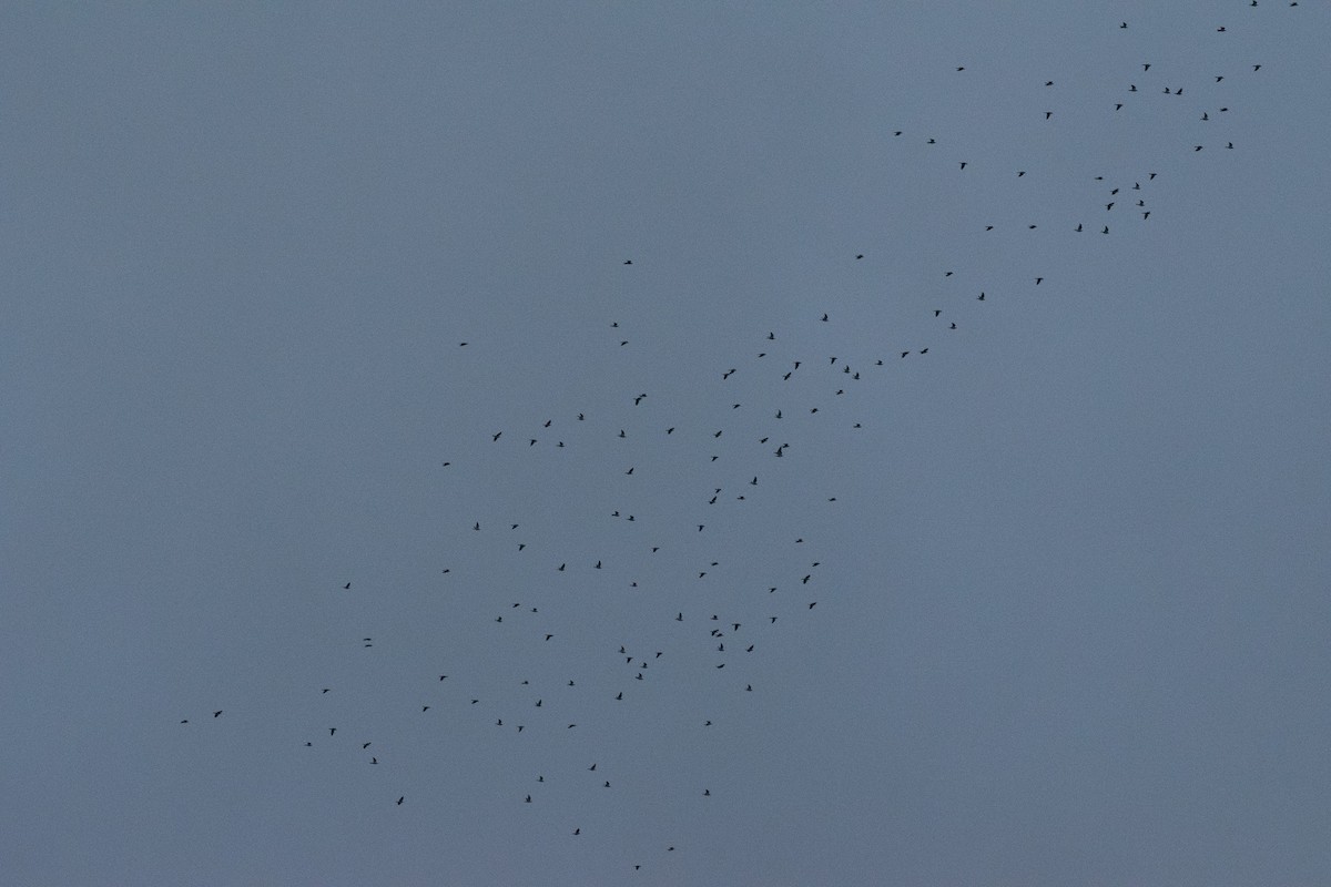 Common Wood-Pigeon (White-necked) - ML647145547